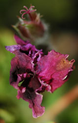 Flowers-Alive and Dead-3